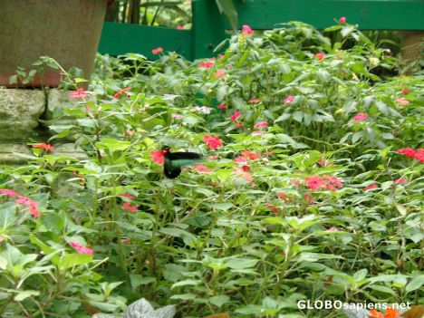 Postcard Kuala Lumpur - Butterfly Park
