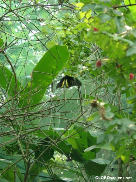 Postcard Kuala Lumpur - Butterfly Park