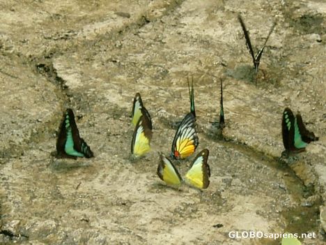 Postcard Kuala Lumpur - Butterfly Park