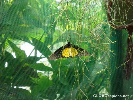 Postcard Kuala Lumpur - Butterfly Park