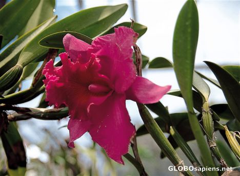 Postcard Kuala Lumpur - Orchid Park