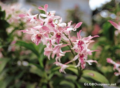 Postcard Kuala Lumpur - Orchid Park