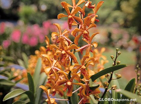 Postcard Kuala Lumpur - Orchid Park