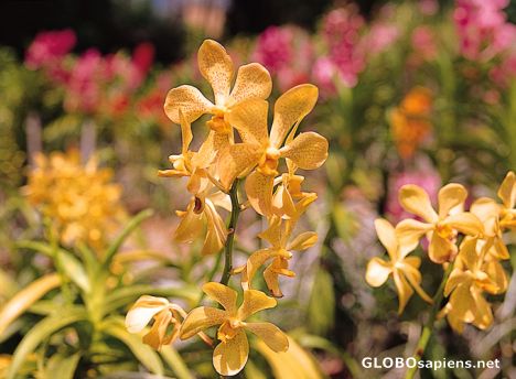 Postcard Kuala Lumpur - Orchid Park