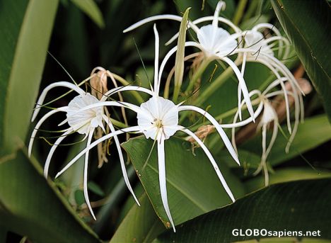 Postcard Kuala Lumpur - Orchid Park