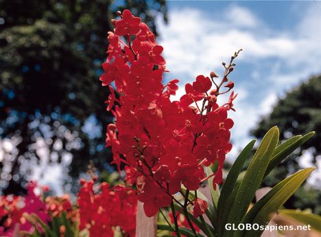 Postcard Kuala Lumpur - Orchid Park