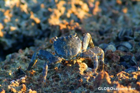 Postcard Ibo - crab looking for dinner