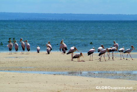 Postcard Ibo - pink storks in the harbour