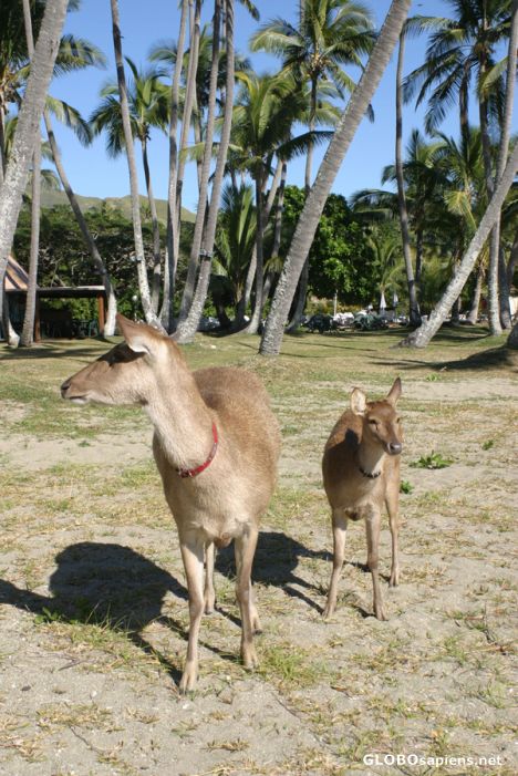 Postcard Club Med Hienghene mascot deers