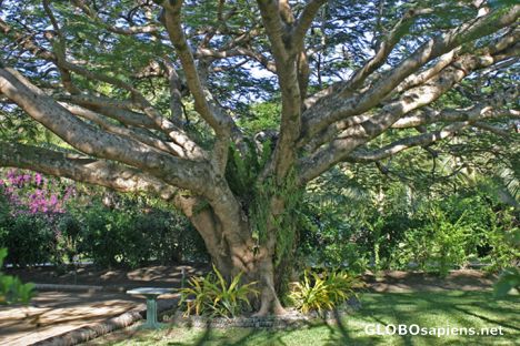 Postcard Club Med Hienghene - A huge flame tree in the park