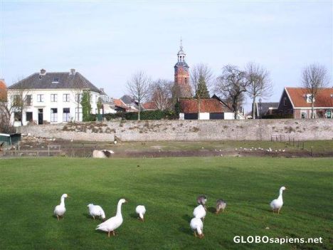 Postcard The geese of 