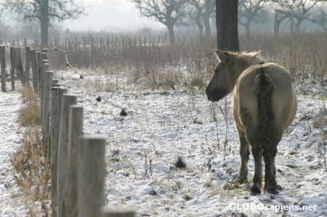 Postcard Eijsder Beemden