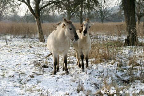 Postcard Eijsder Beemden