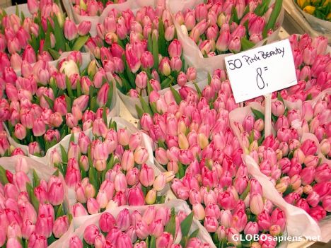 Postcard Pink Beauty