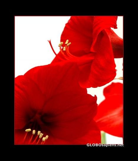 Postcard Amaryllis