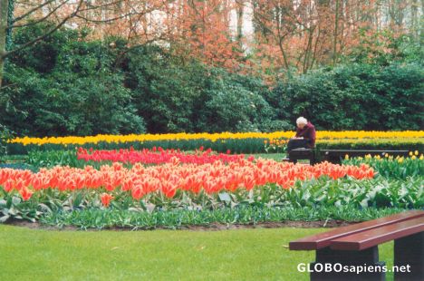 Postcard Keukenhof Garden (Tulip Garden)