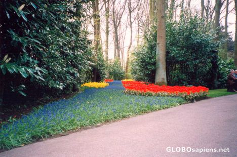 Postcard From Keukenhof Garden