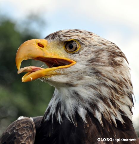 Postcard Bald Eagle