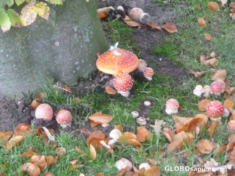 Postcard Autumn in Groenlo, Netherlands
