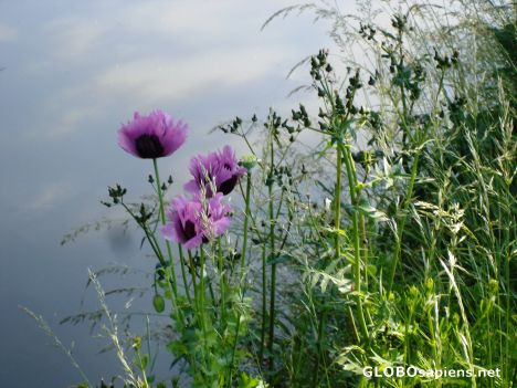 Postcard Pink poppy at the water