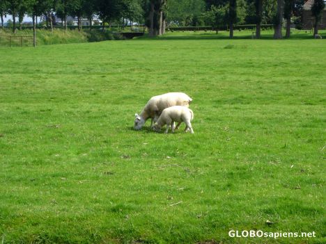 Postcard Fresh green grass -