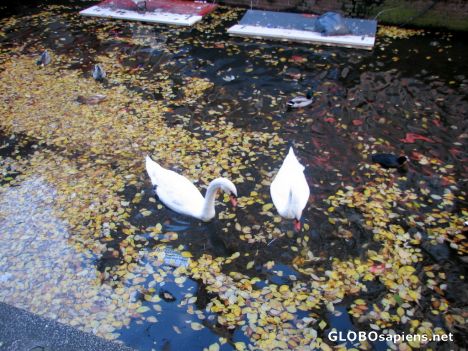 Postcard Swans in the RLD Canals