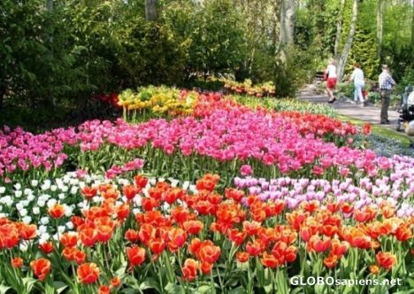 Postcard beautiful tulip garden in keukenhof