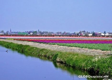 Postcard flower fields