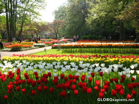 Postcard happy tulips! happy garden!