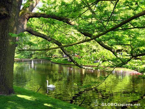 Postcard keukenhof park