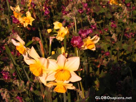 Postcard beautiful flowers-1