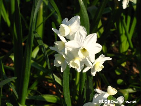 Postcard beautiful flowers-2