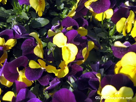 Postcard beautiful flowers-3