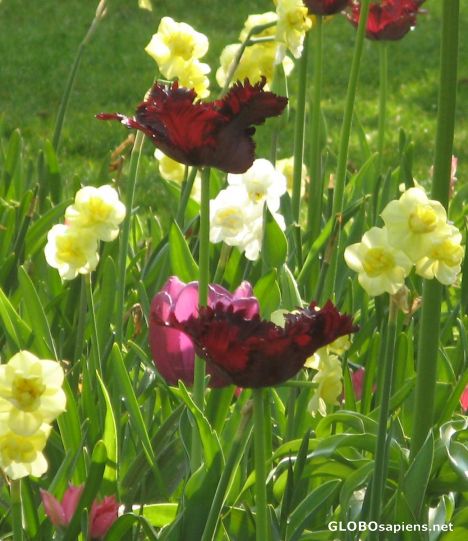 Postcard bloody red tulip!