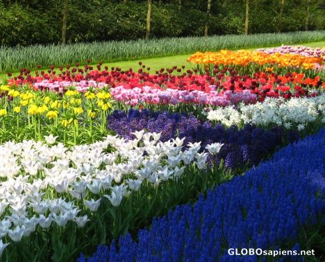 Postcard tulip garden