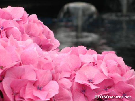 Postcard beauty pink