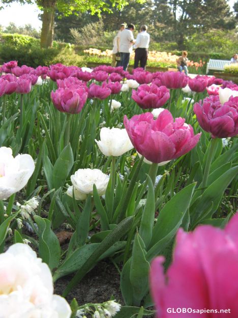 Postcard tulip garden