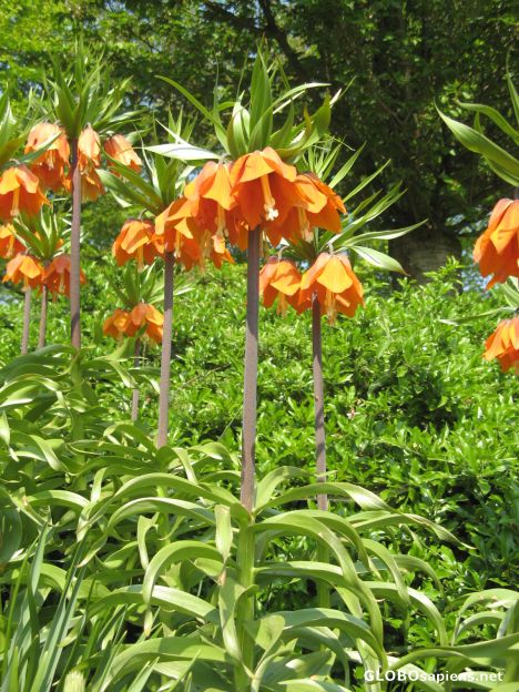 Postcard reveresed tulips