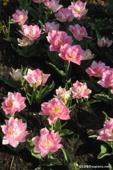 Postcard lovely pink flowers