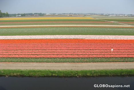 Postcard flower farms  1