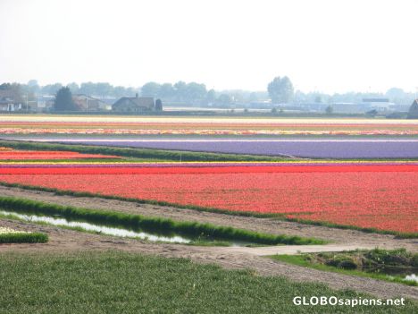 Postcard flower farms  2