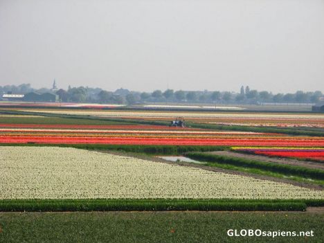 Postcard flower farms  3