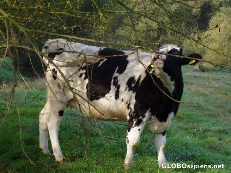 Postcard Curious Cow