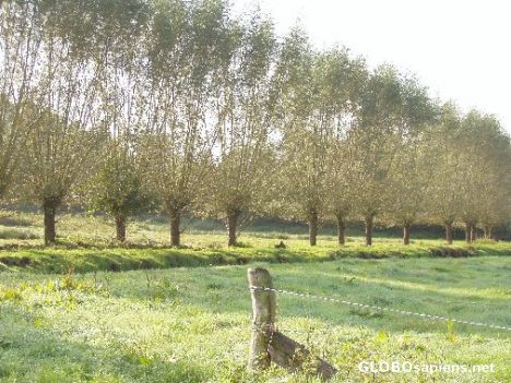 Postcard Willows along a small river