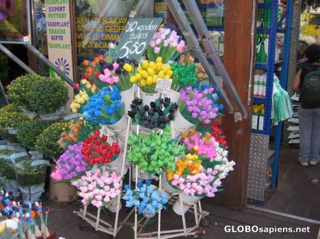 Postcard Wooden tulips