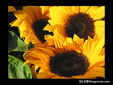 Postcard Yellow is for love