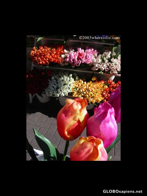 Postcard Abloom in Amsterdam