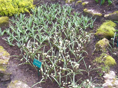 Postcard Keukenhof (Lisse):flowershow