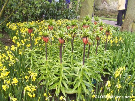 Postcard Keukenhof (Lisse):flowershow