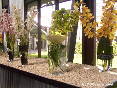 Postcard Keukenhof (Lisse):flowershow